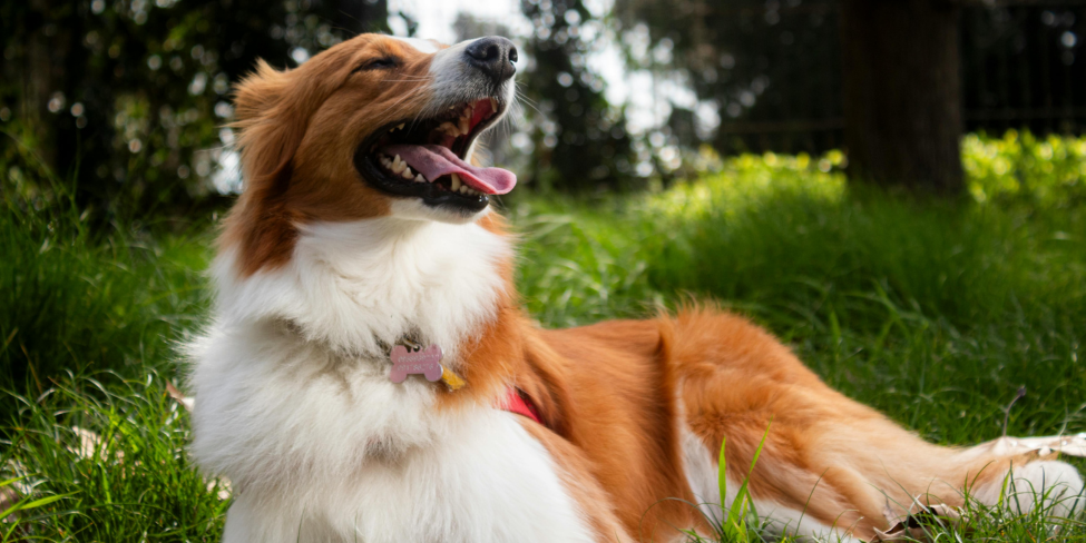 The Best Shampoo for Dogs With Sensitive Skin: A Complete Guide for Pet Parents