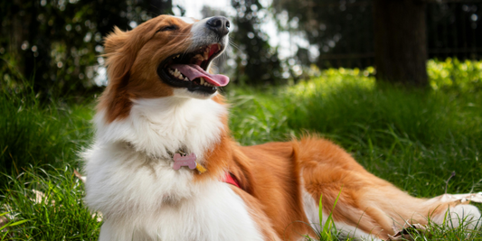 The Best Shampoo for Dogs With Sensitive Skin: A Complete Guide for Pet Parents