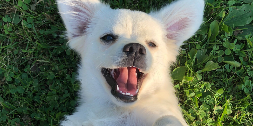 The Best Hypoallergenic Pet Cologne for Sensitive Dogs & Cats: Why Violet Essence Is a Must-Have